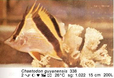 Chaetodon guyanensis